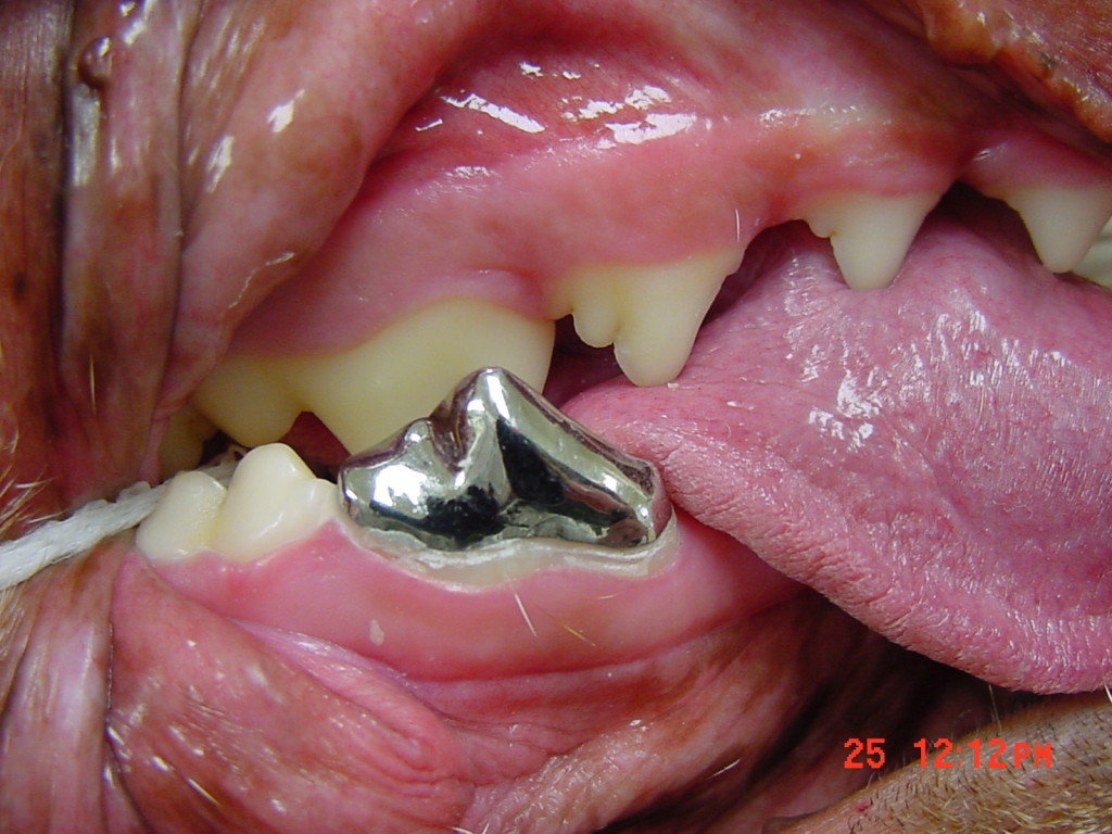 Steve's Precision Dental